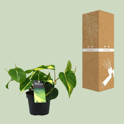Baumfreund - Philondendron Brasil Scandens - Zimmerpflanze - Ø12cm - ↕20cm 