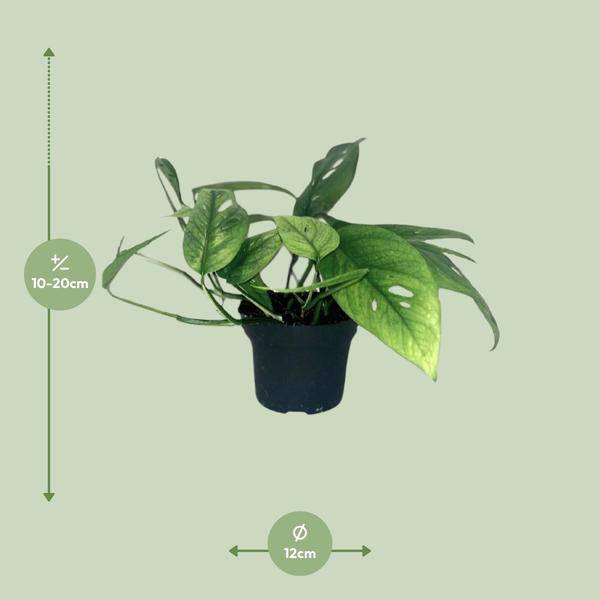 Efeutute - Epipremnum Cebu Blau - Zimmerpflanze - Ø12cm - ↕20cm 