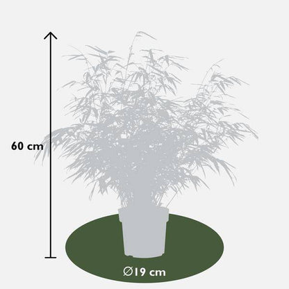 Schirmbambus Fargesia rufa – 2er-Set – ca. 60cm hoch Ø19cm – Immergrüner, horstbildender Bambus – Winterhart & nicht wuchernd – Für Balkon, Garten & Sichtschutz 