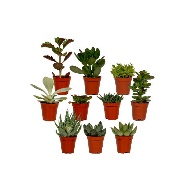 Sukkulenten Mix - 10 Stück - Ø5,5cm - ↕7cm 