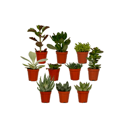 Sukkulenten Mix - 10 Stück - Ø5,5cm - ↕7cm 