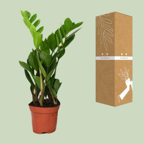 Glücksfeder Zamioculcas Zamiifolia – Zimmerpflanze – Ø12cm – 40cm Höhe – pflegeleicht, dunkelgrüne glänzende Blätter – ideal für Wohnzimmer & Büro 