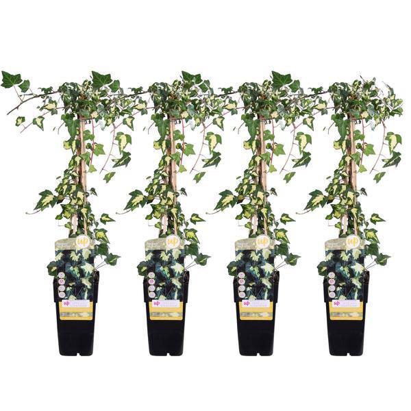 Hedera colchica Dentata Variegata – Efeu – 2 Pflanzen – Immergrüne Kletterpflanze – Ø15cm – Höhe ca. 65cm