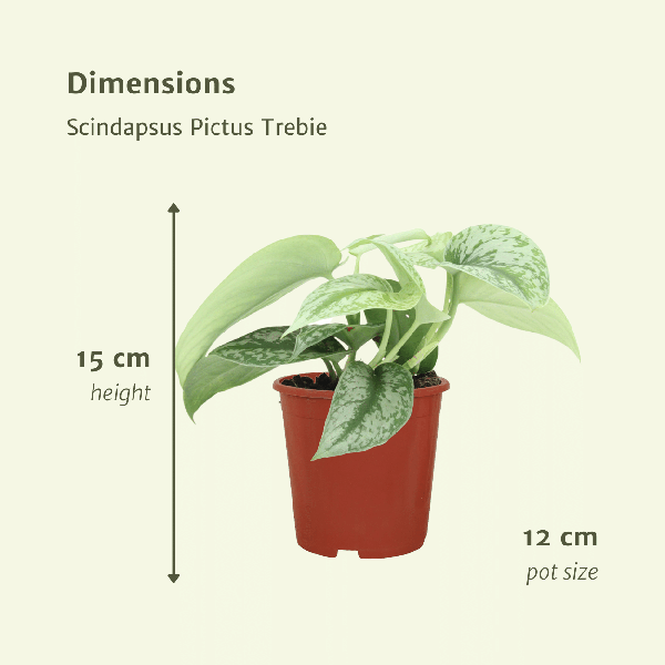 Efeutute - Scindapsus Pictus Trebie Epipremnum - Zimmerpflanze - Ø12cm - ↕15cm - 2 Stück 
