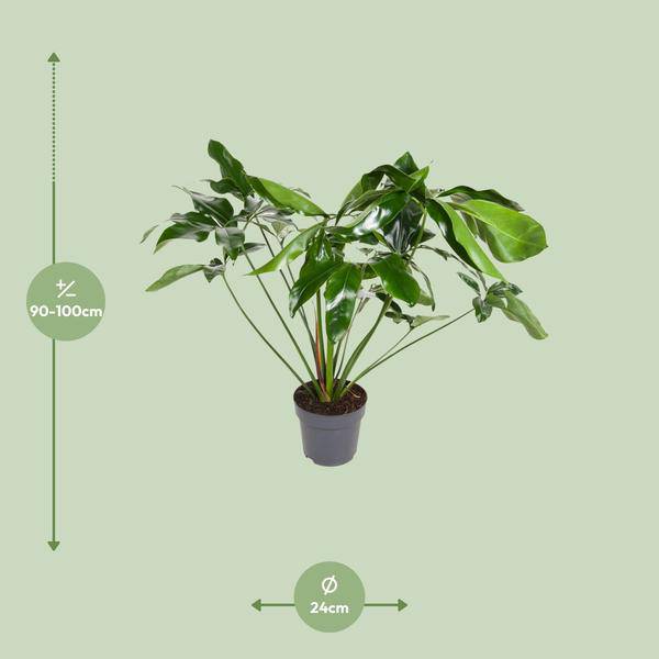 Baumfreund - Philodendron Green  Wonder - Zimmerpflanze - Ø24cm - ↕100cm 