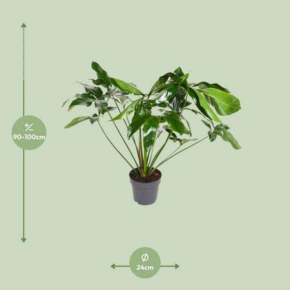 Baumfreund - Philodendron Green  Wonder - Zimmerpflanze - Ø24cm - ↕100cm 