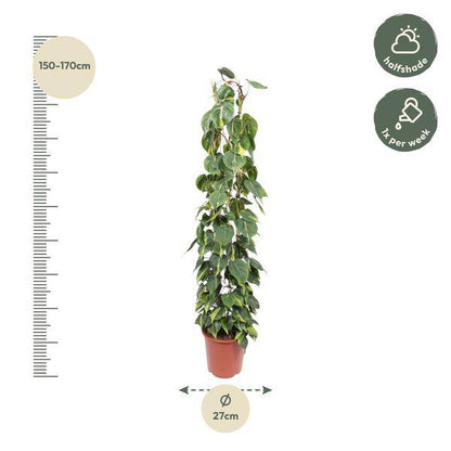 Baumfreund - Philodendron Scandens Brasil - Zimmerpflanze - 160cm - ø27cm 
