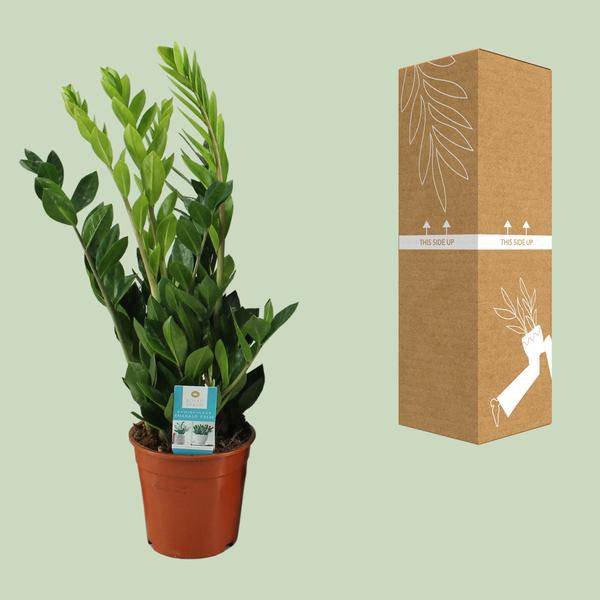 Glücksfeder - Zamioculcas Zamiifolia - Zimmerpflanze - Ø17cm - ↕65cm 