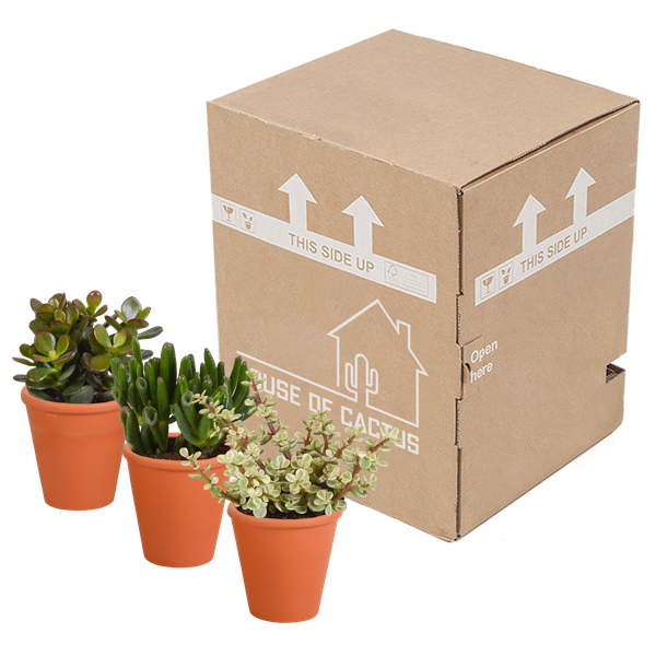 Dickblatt - Crassula - Mix - 8,5 cm - 3 Stück - im Terrakotta-Topf 