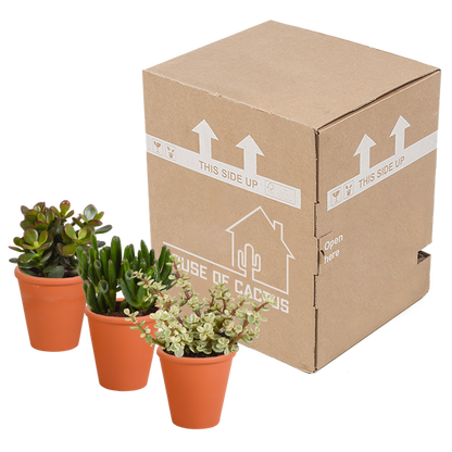 Dickblatt - Crassula - Mix - 8,5 cm - 3 Stück - im Terrakotta-Topf 