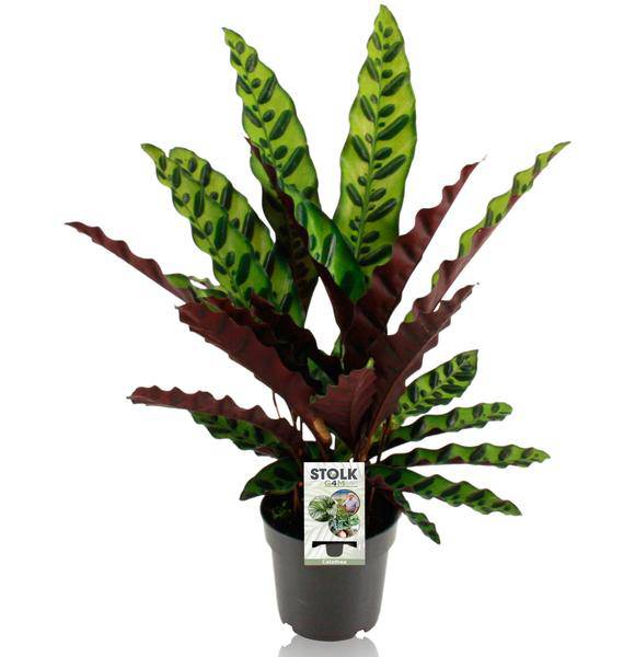 Lanzenblättrige Korbmarante - Calathea Lancifolia Insignis - Tropische Zimmerpflanze - Ø14cm - ↕45cm 