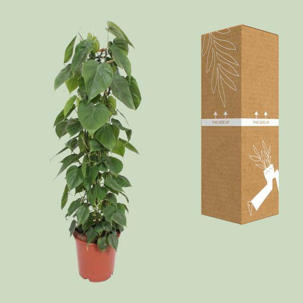 Baumfreund - Philodendron Scandens - Zimmerpflanze - Ø24cm - ↕120cm 