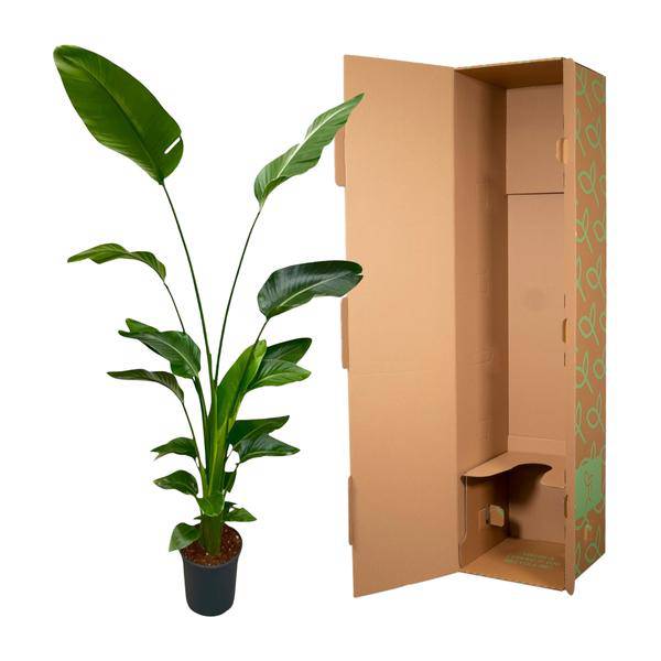 Baum-Strelitzie – Strelitzia Nicolai – Zimmerpflanze 175cm – Ø24cm – Weißer Paradiesvogel mit großen grünen Blättern – Exotische tropische Kübelpflanze für Innen & geschützte Außenbereiche 