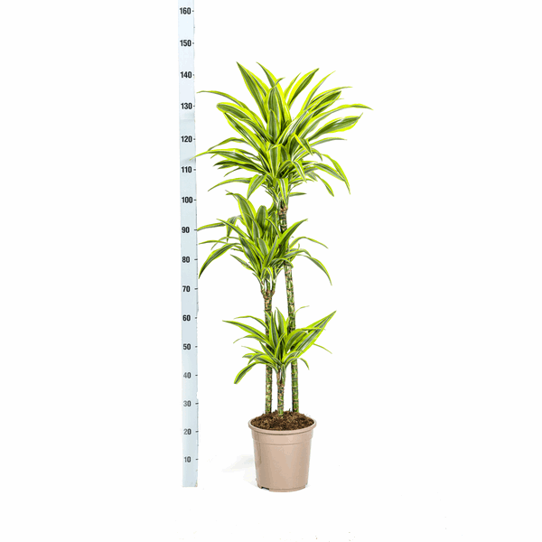 Dracaena Deremensis Lemon Lime – Drachenbaum – Ø24cm – ↕130-150cm – Exotische Zimmerpflanze mit grün-gelben Blättern – Pflegeleicht & luftreinigend 
