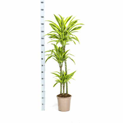 Dracaena Deremensis Lemon Lime – Drachenbaum – Ø24cm – ↕130-150cm – Exotische Zimmerpflanze mit grün-gelben Blättern – Pflegeleicht & luftreinigend 