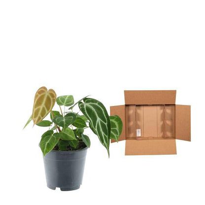 Anthurium Crystallinum – Flamingoblume – Zimmerpflanze ↕35cm – Ø12cm – Exotische Grünpflanze mit herzförmigen Blättern & weißen Blattadern – Dekopflanze für Wohnzimmer & Büro 