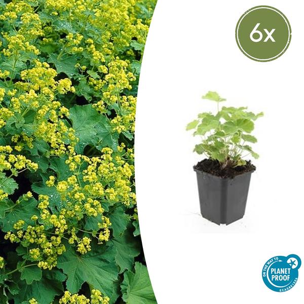 Weicher Frauenmantel Alchemilla mollis – ↕10-25cm – Ø9cm – 6 Pflanzen – Bodendecker & Staude für Beete, schattige Plätze & Garten 