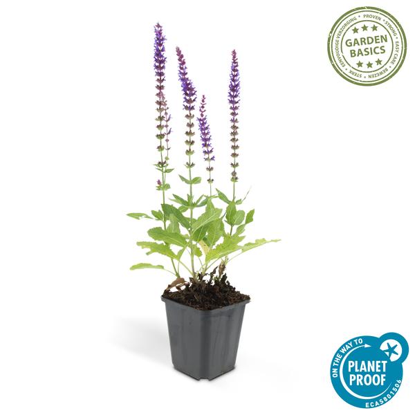Blüten-Salbei – Salvia nemorosa 'Ostfriesland' – ↕10-25cm – Ø9cm – 6 Pflanzen – Lila Blüten – Pflegeleichte Staude – Sonniger Standort 