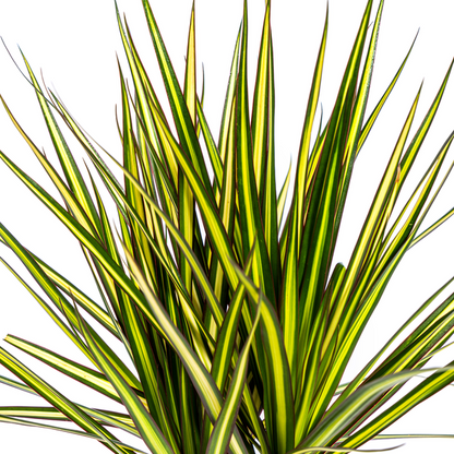 Dracaena Marginata Sunray – Drachenbaum – Zimmerpflanze – Ø17 cm – ↕60-80 cm – Grüne & gelbe Blätter, pflegeleicht 
