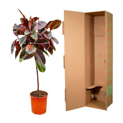 Gummibaum - Ficus Elastica Belize – auf Stiel – Zimmerpflanze – ca. 130 cm hoch – Ø24 cm – Buntes Laub – Pflegeleicht & Luftreinigend 