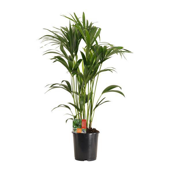Kentiapalme - Howea Forsteriana - Zimmerpflanze - Ø24cm - ↕120cm 