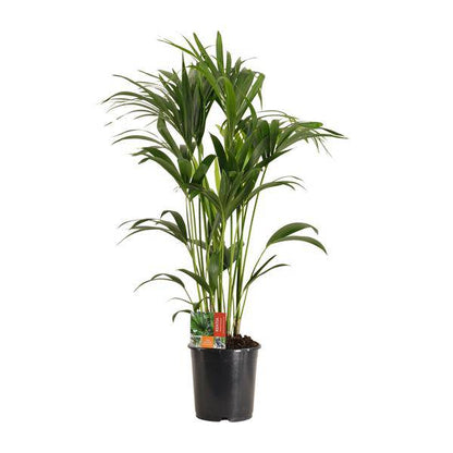 Kentiapalme - Howea Forsteriana - Zimmerpflanze - Ø24cm - ↕120cm 