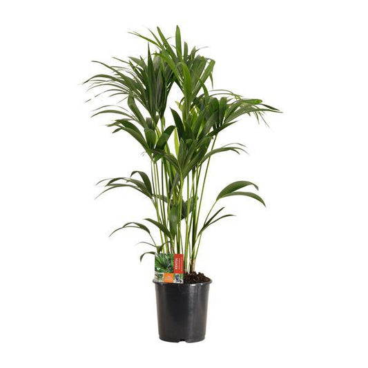 Kentiapalme - Howea Forsteriana - Zimmerpflanze - Ø24cm - ↕120cm 