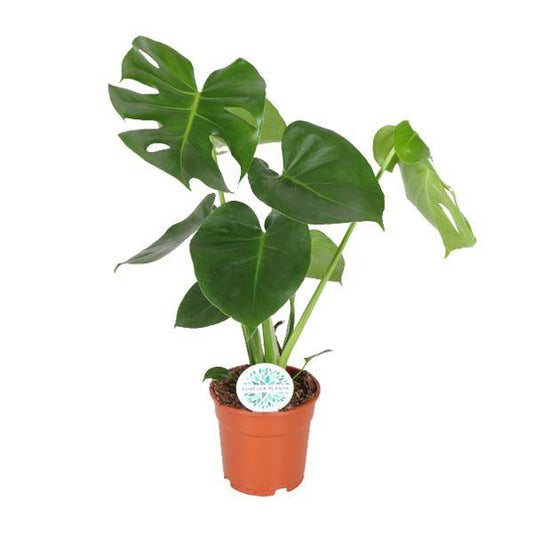 Fensterblatt – Monstera Minima – Zimmerpflanze – Ø17cm – Höhe ca. 55 cm – Beliebte Lochpflanze mit dekorativen Blättern 
