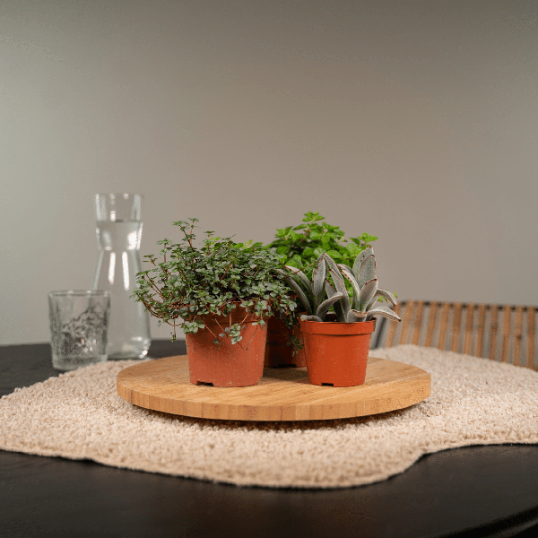 Sukkulenten Mix – 18er-Set – Ø8,5cm x H10cm – Verschiedene Arten im Kunststofftopf – Pflegeleichte Mini-Pflanzen – Für Fensterbank, Büro & DIY-Deko 