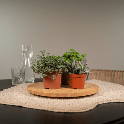 Sukkulenten Mix – 18er-Set – Ø8,5cm x H10cm – Verschiedene Arten im Kunststofftopf – Pflegeleichte Mini-Pflanzen – Für Fensterbank, Büro & DIY-Deko 
