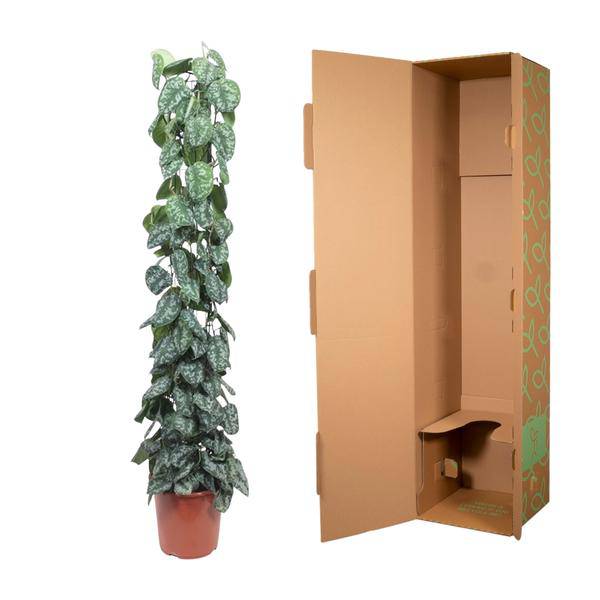 Efeutute – Scindapsus Pictus Trebie – Zimmerpflanze – 160cm – Ø27cm – pflegeleichte Kletterpflanze mit silber gemusterten Blättern 