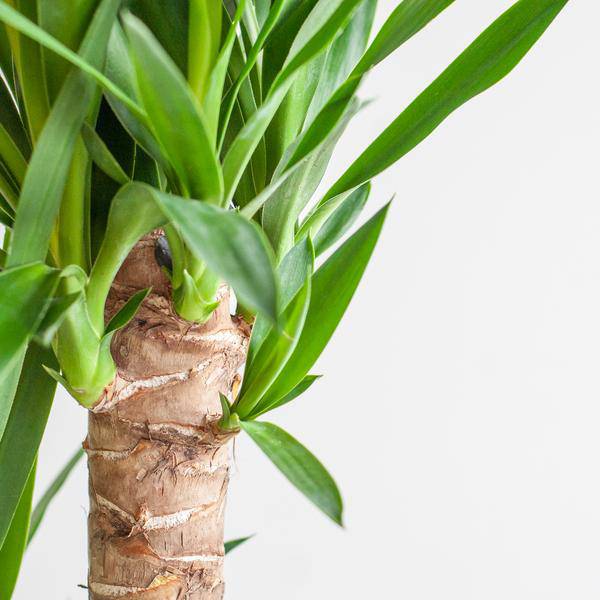 Dracaena Janet Lind 95cm – Drachenbaum Zimmerpflanze Ø21cm im weißen Viber Topf – pflegeleichte luftreinigende Grünpflanze für Wohnzimmer und Büro 