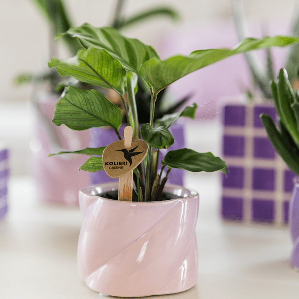 Calathea - Korbmarante - Zimmerpflanze - Ø6cm 