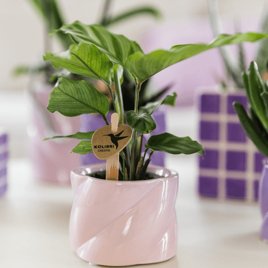 Calathea - Korbmarante - Zimmerpflanze - Ø6cm 