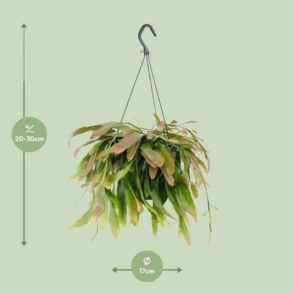 Korallenkaktus - Rhipsalis Rote Koralle - Zimmerpflanze - Ø17cm - ↕25cm 