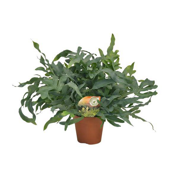 Tüpfelfarn – Phlebodium aureum 'Blue Star' – Ø17cm – 60cm hoch – Zimmerpflanze – Luftreinigend & dekorativ – Bläuliches Farnlaub für Wohnraum & Büro 