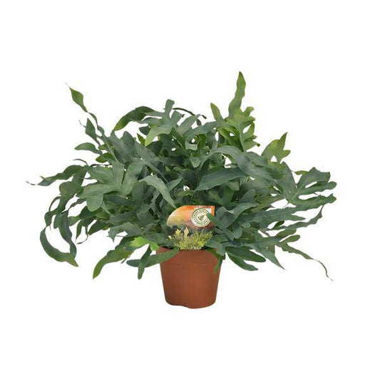 Tüpfelfarn – Phlebodium aureum 'Blue Star' – Ø17cm – 60cm hoch – Zimmerpflanze – Luftreinigend & dekorativ – Bläuliches Farnlaub für Wohnraum & Büro 