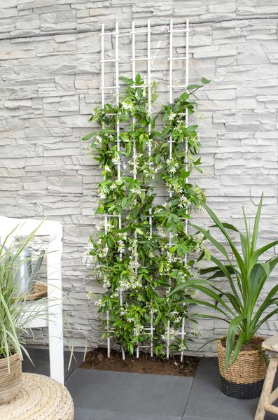 Sternjasmin Trachelospermum 'Star of Venice' – Weiß – Immergrüne Kletterpflanze – ca. 65cm Höhe – Duftender mediterraner Jasmin für Terrasse & Balkon 