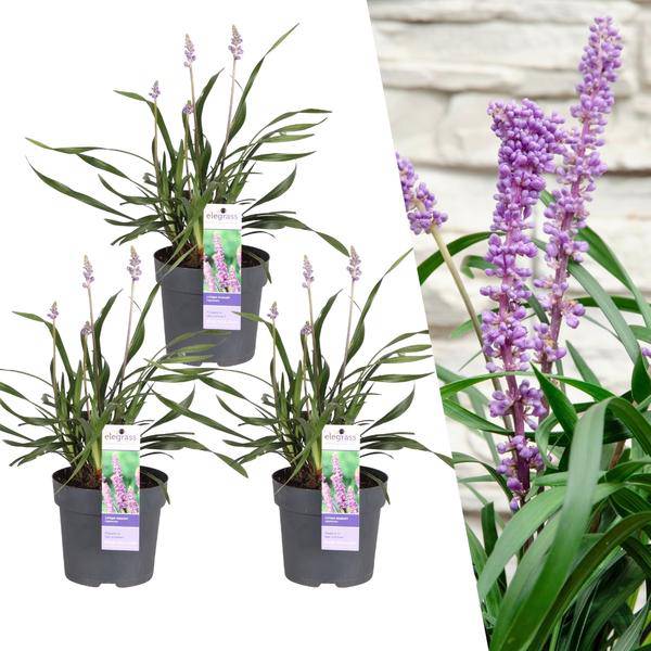 Liriope muscari 'Ingwersen' – Glöckchentraube – Immergrüne Staude – Ø14cm – ↨25-30cm – 3 Pflanzen– Bodendecker für Schatten & Halbschatten 