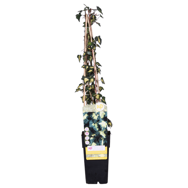 Gold-Efeu - Hedera helix 'Goldheart' - Ø15cm - ↕65cm 