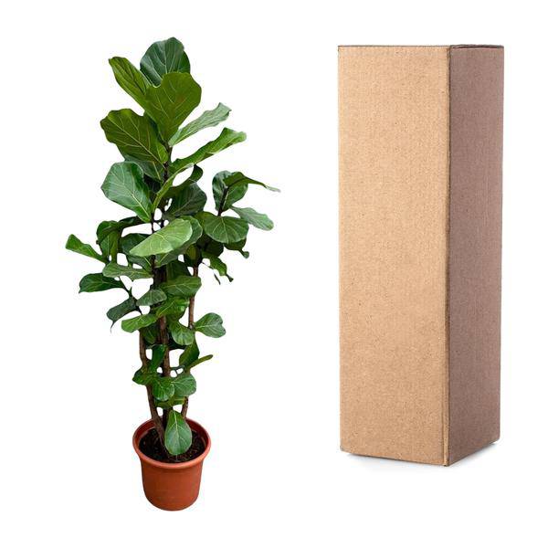 Geigen-Feige – Ficus Lyrata – Zimmerpflanze 220cm – Ø40cm – XXL-Designpflanze mit großen geigenförmigen Blättern – Exklusive Kübelpflanze für Wohnzimmer, Büro & Wintergarten – Pflegeleicht 