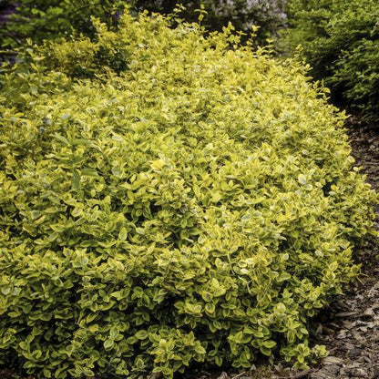 Spindelstrauch Euonymus fortunei 'Emerald 'n Gold' – 6 Pflanzen – ↕10-25cm – Ø9cm – Immergrün, gelb-grünes Laub – Hecke, Beet & Solitär – Pflegeleicht 