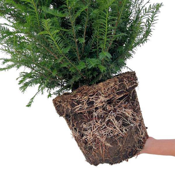 Eibe Baccata – Eibenhecke – 20 Pflanzen für 10 Meter – Immergrüne Heckenpflanzen 100–125cm – Gemeine Eibe – Dicht wachsend & schnittverträglich 