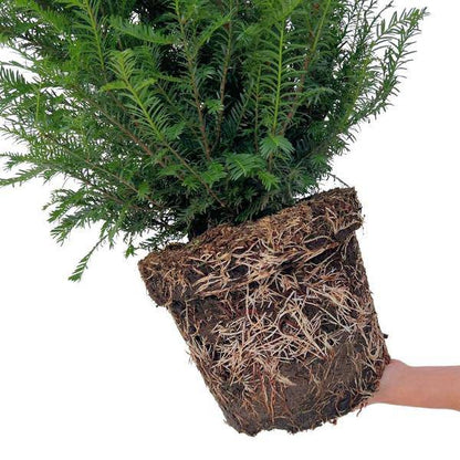 Eibe Baccata – Eibenhecke – 20 Pflanzen für 10 Meter – Immergrüne Heckenpflanzen 100–125cm – Gemeine Eibe – Dicht wachsend & schnittverträglich 