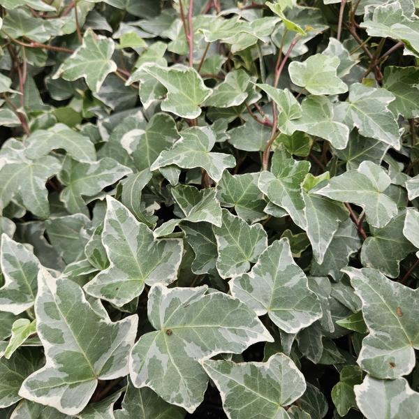 Hedera helix 'Glacier' – Weißgrüner Efeu – Ø9cm – ↕10-25cm – 6 Pflanzen – Bodendecker & pflegeleicht – schnellwachsend 