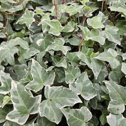 Hedera helix 'Glacier' – Weißgrüner Efeu – Ø9cm – ↕10-25cm – 6 Pflanzen – Bodendecker & pflegeleicht – schnellwachsend 
