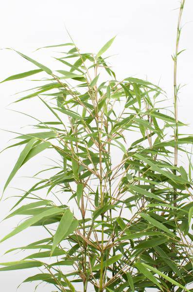Schirmbambus Fargesia rufa – 4er-Set – ca. 40cm hoch Ø14cm – Kompakter, horstbildender Bambus – Winterhart & pflegeleicht – Für Garten, Balkon & Teichrand 