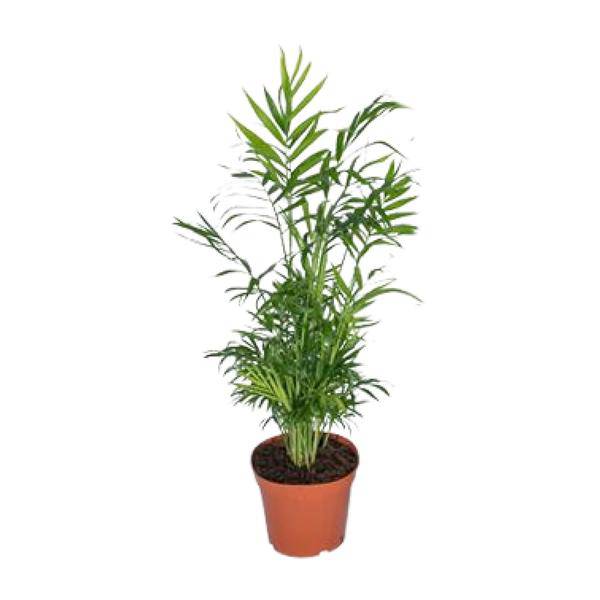 Mexikanische Bergpalme – Chamaedorea Elegans – Ø17cm x H55cm – Pflegeleichte Zimmerpalme – Für Halbschatten – Luftreinigend – Im Pflanztopf – Direkt aus der Gärtnerei 