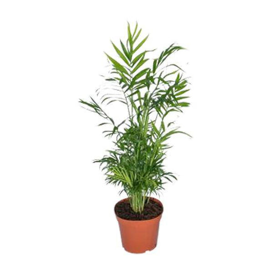 Mexikanische Bergpalme – Chamaedorea Elegans – Ø17cm x H55cm – Pflegeleichte Zimmerpalme – Für Halbschatten – Luftreinigend – Im Pflanztopf – Direkt aus der Gärtnerei 