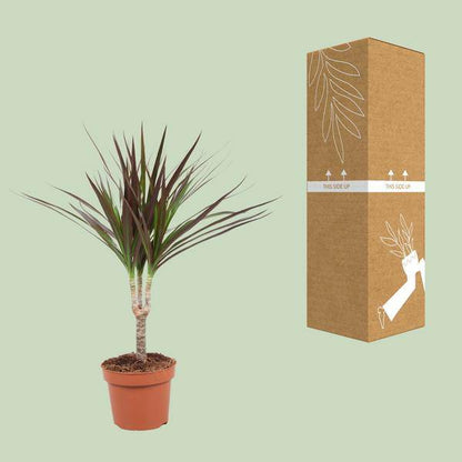 Drachenbaum - Dracaena Magenta - Zimmerpflanze - Ø12cm - ↕50cm 